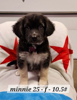 Minnie 25