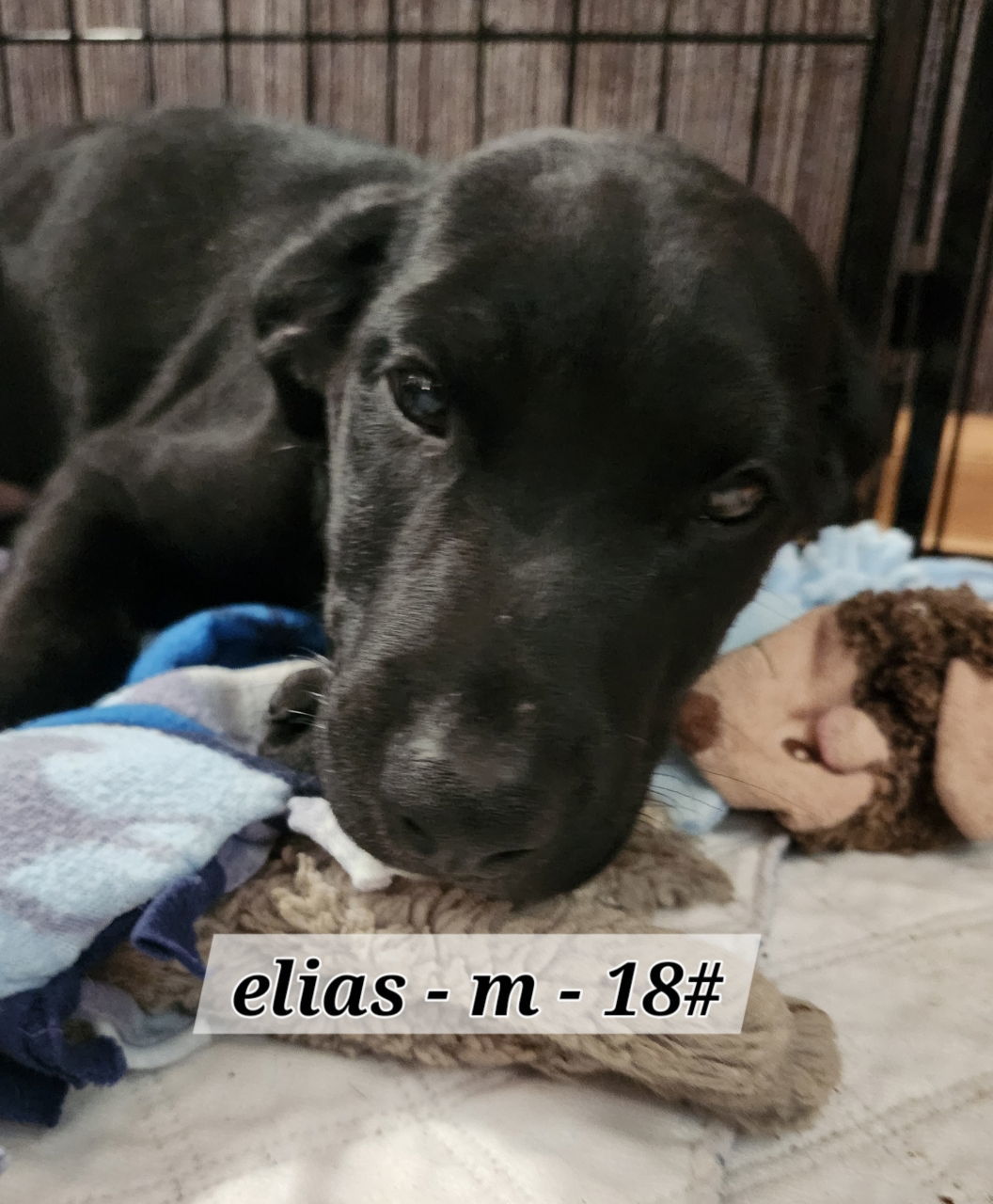 Elias