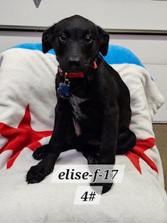 Elise