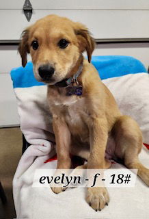 Evelyn