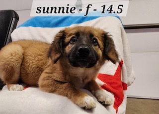 Sunnie