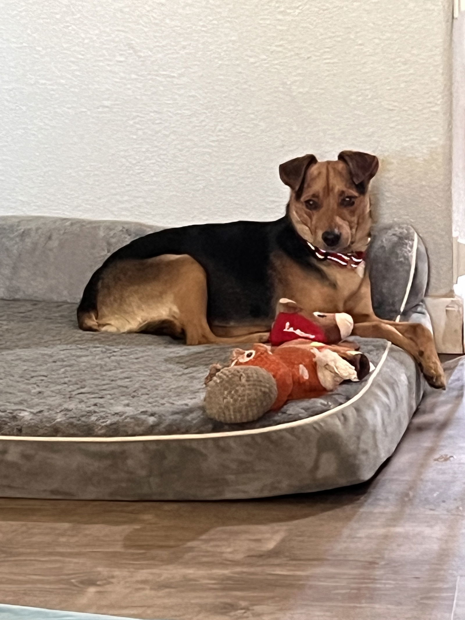 Riley, an adoptable Chihuahua in Polson, MT, 59860 | Photo Image 1