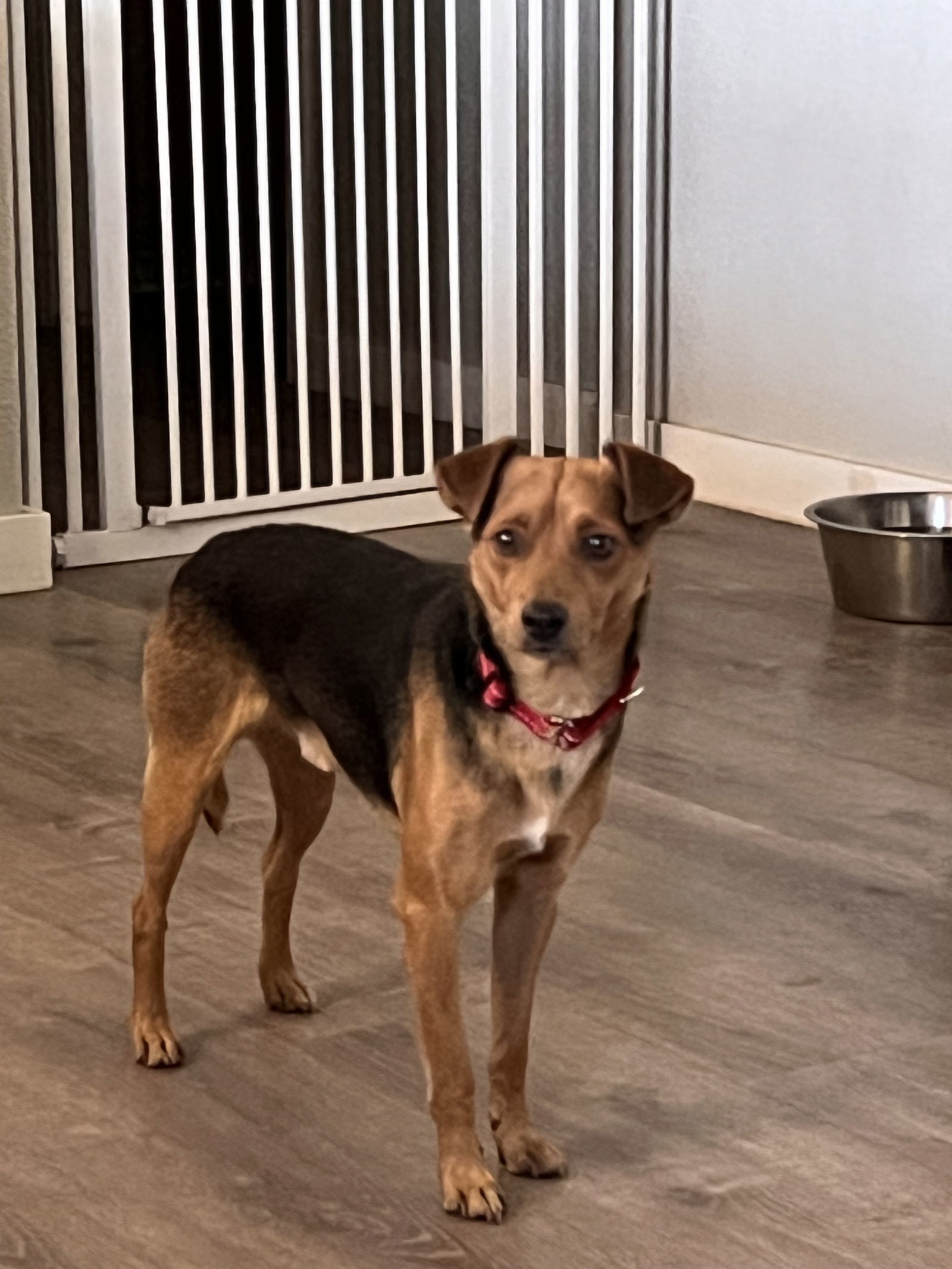 Riley, an adoptable Chihuahua in Polson, MT, 59860 | Photo Image 3