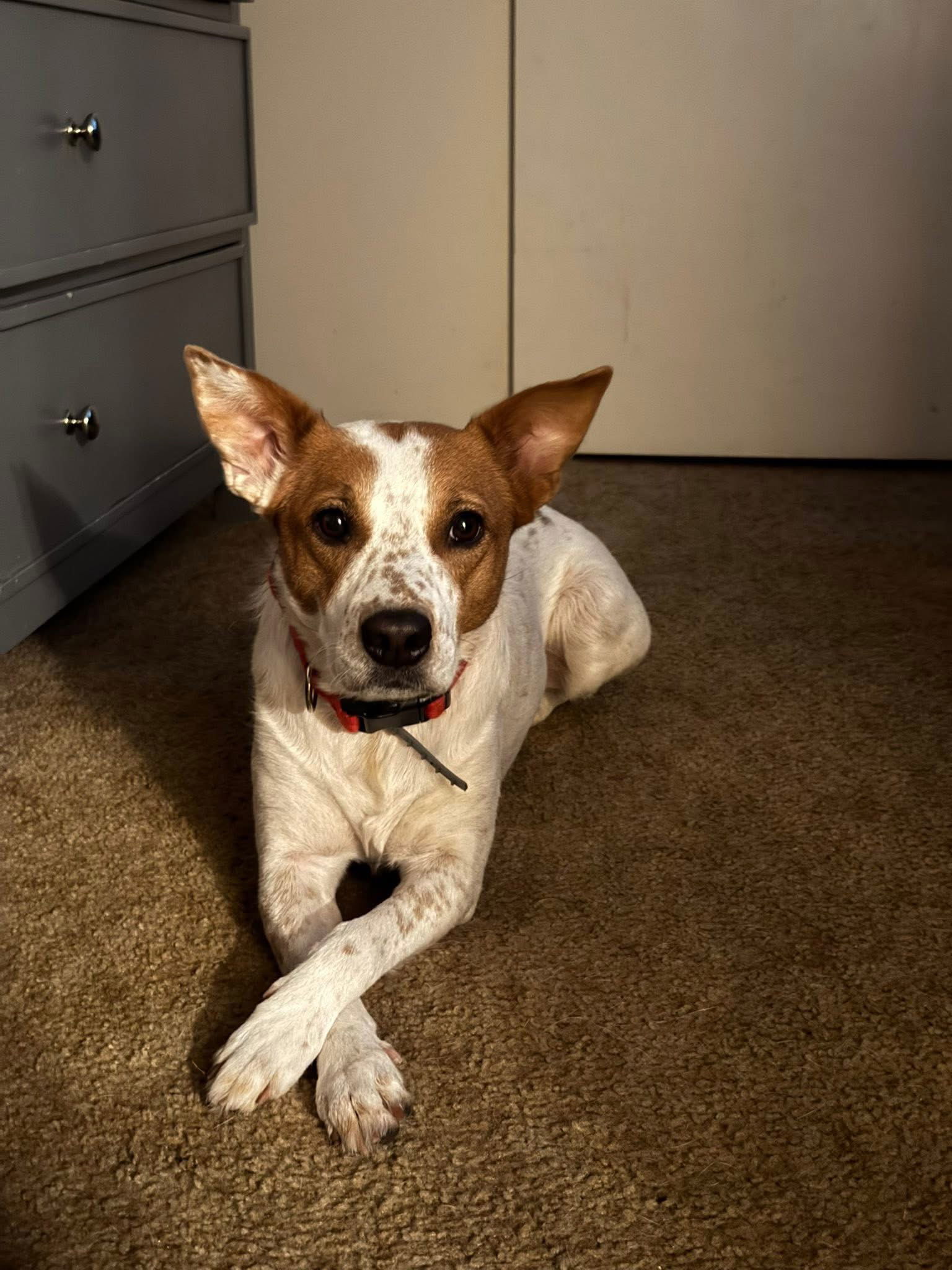Remi, an adoptable Australian Cattle Dog / Blue Heeler in Polson, MT, 59860 | Photo Image 1