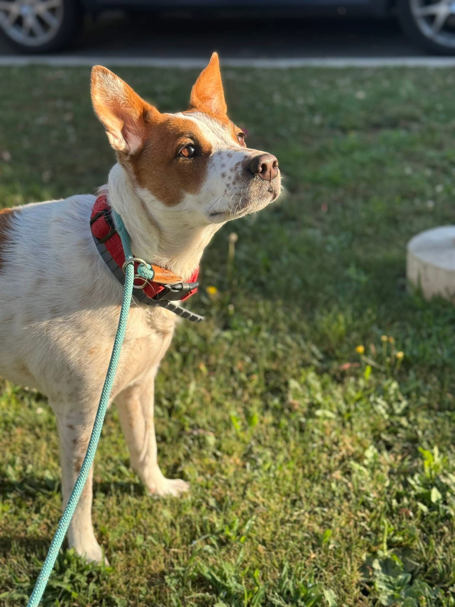 Remi, an adoptable Australian Cattle Dog / Blue Heeler in Polson, MT, 59860 | Photo Image 2