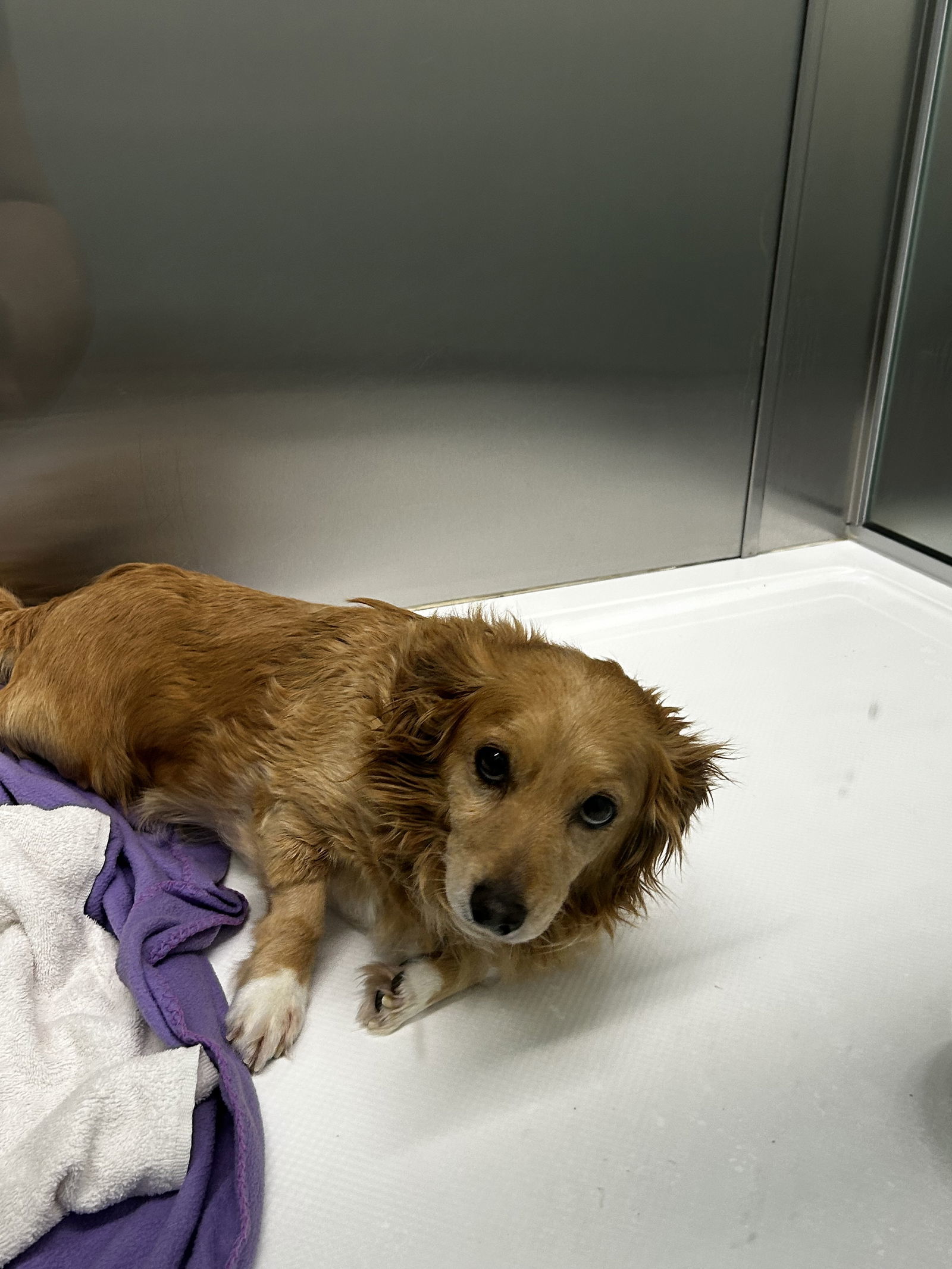 Remington, an adoptable Spaniel in Chico, CA, 95973 | Photo Image 1