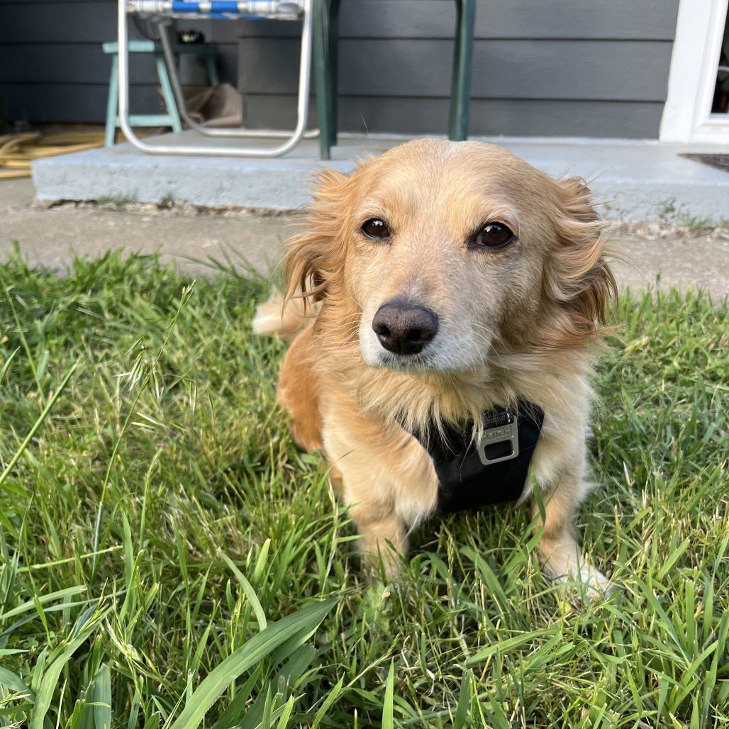Remington, an adoptable Spaniel in Chico, CA, 95973 | Photo Image 2