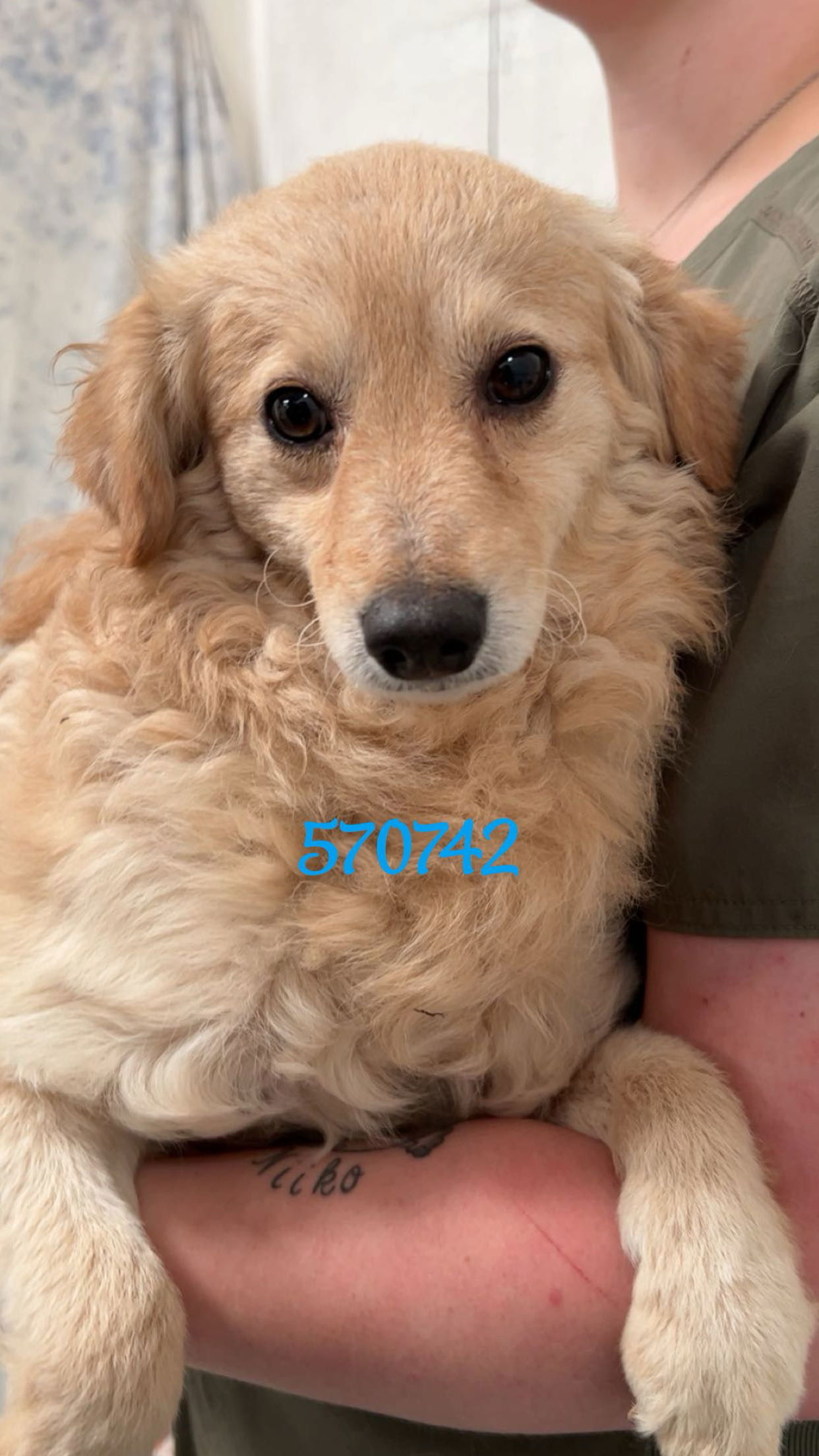 Snickerdoodle