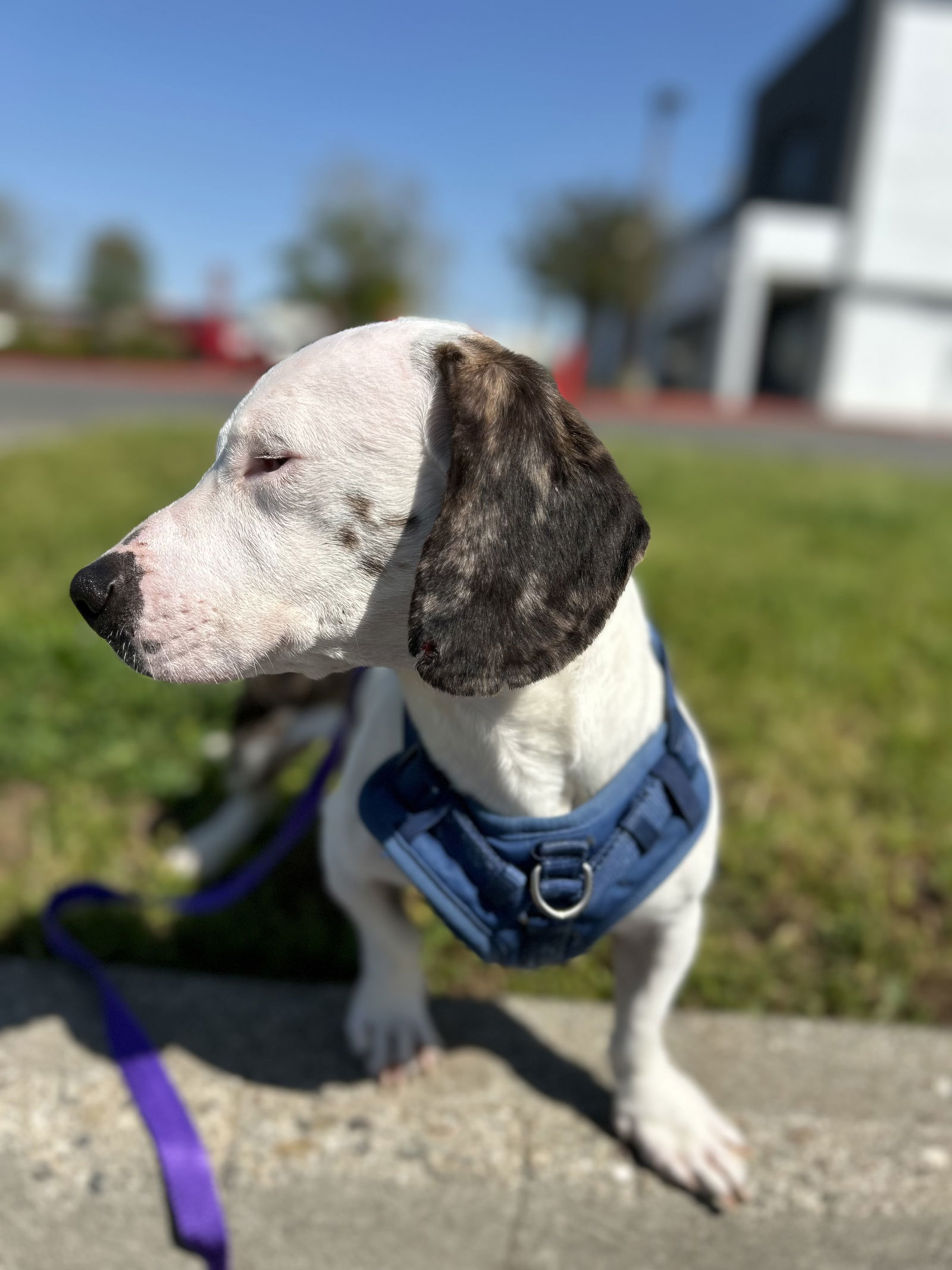 Kumo