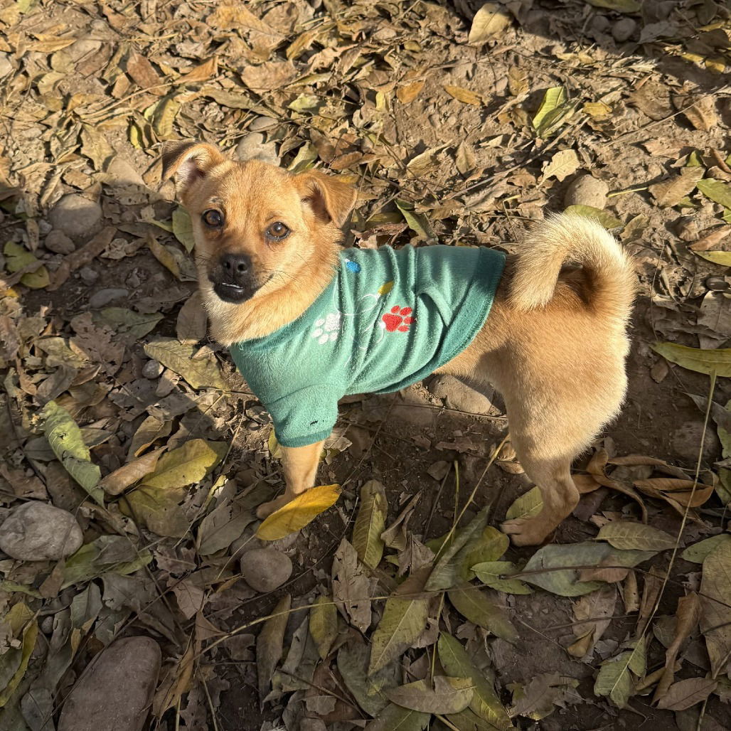 Lupitaa