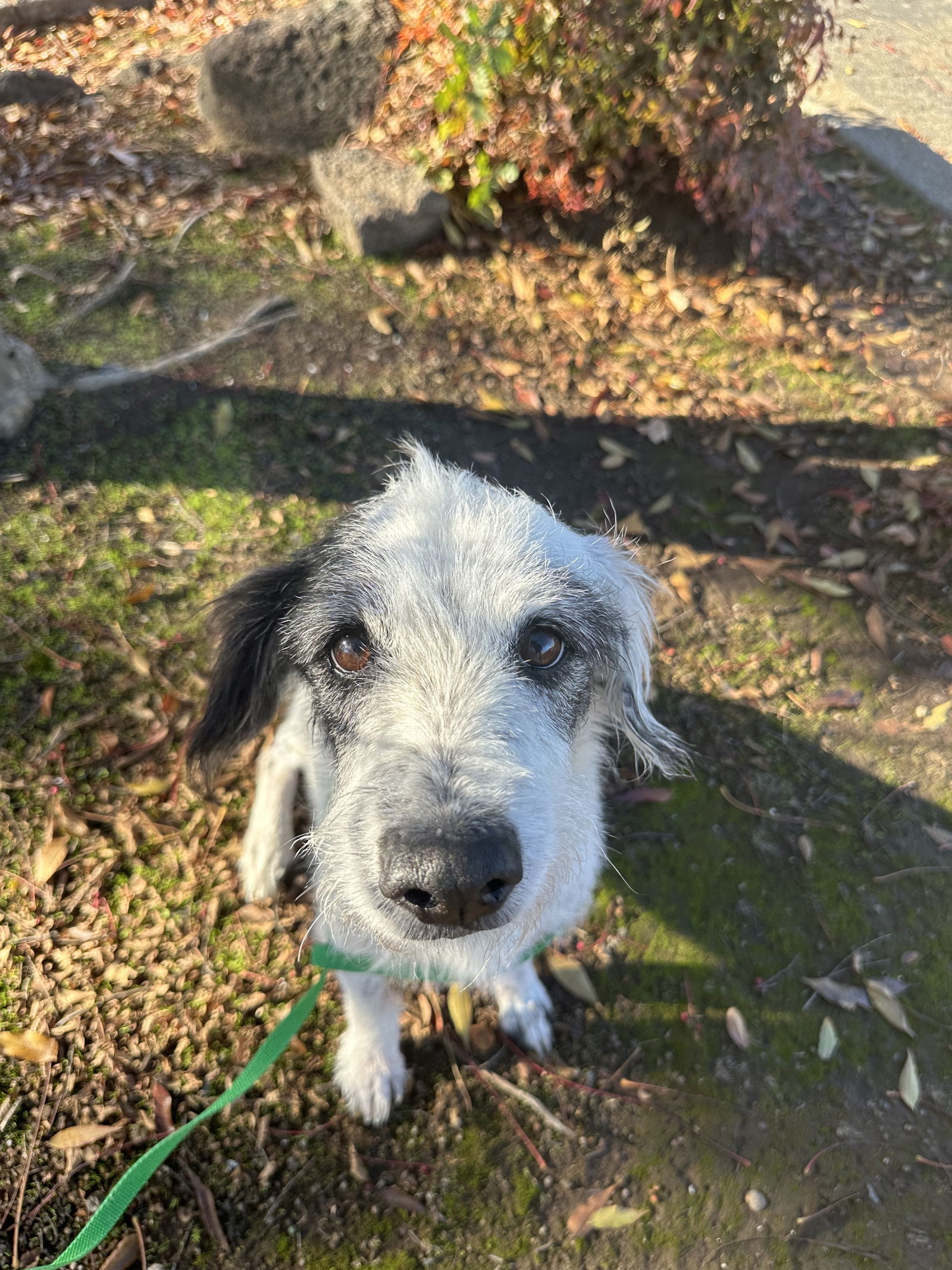 LYLA