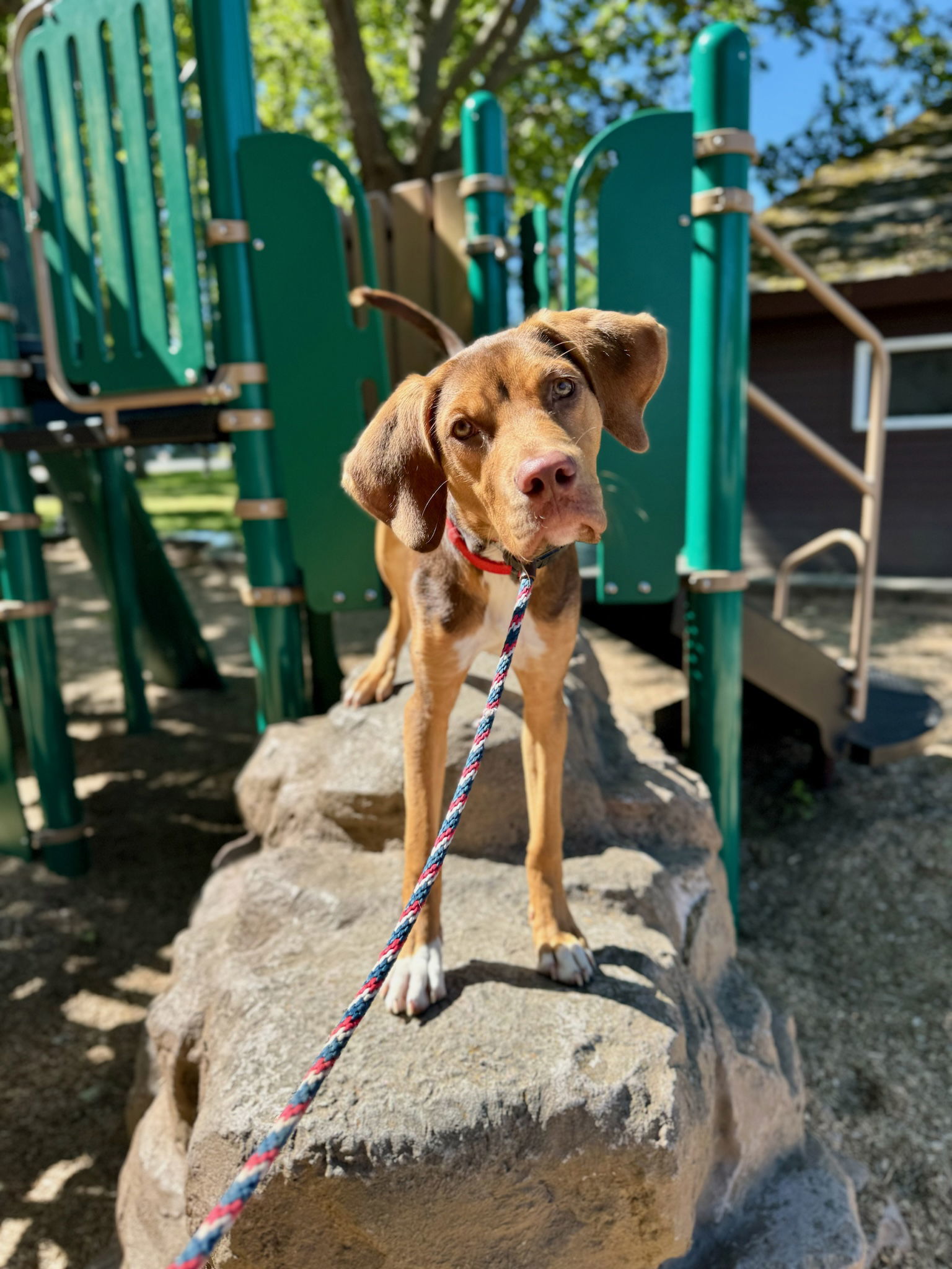 HUDSON, an adoptable Vizsla, German Shorthaired Pointer in Chico, CA, 95973 | Photo Image 1