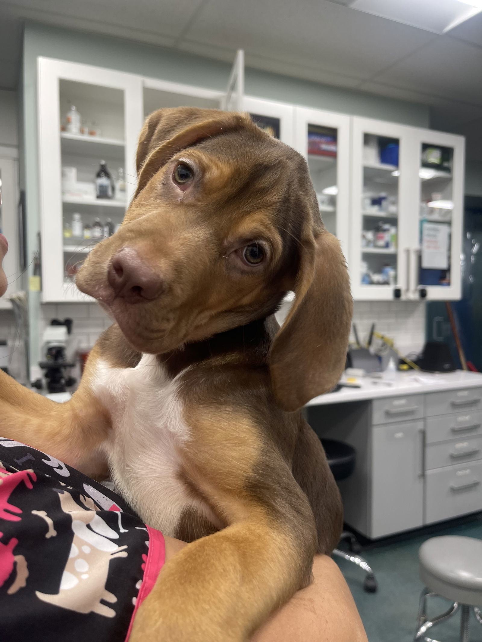 HUDSON, an adoptable Vizsla, German Shorthaired Pointer in Chico, CA, 95973 | Photo Image 2