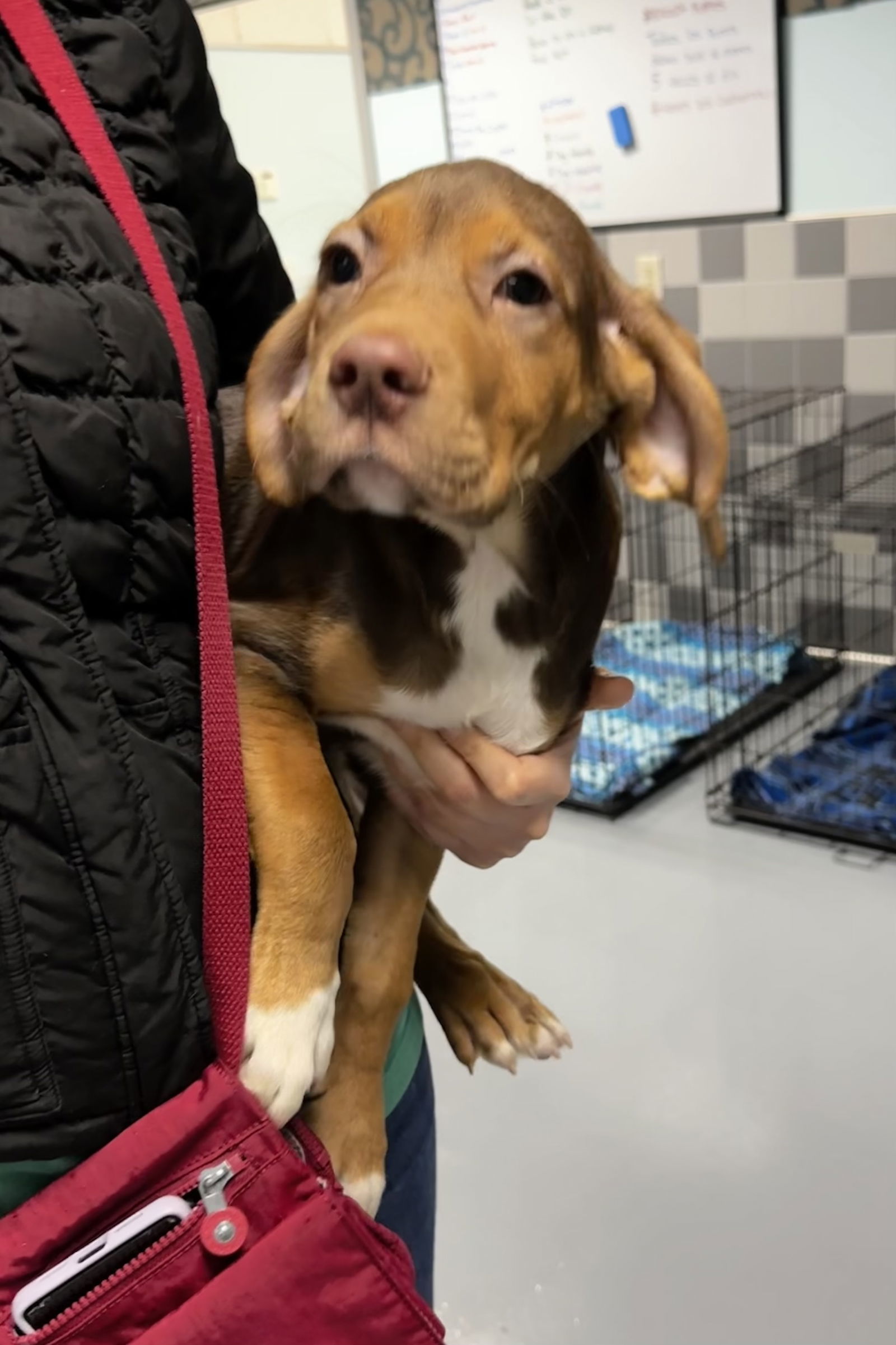 HUDSON, an adoptable Vizsla, German Shorthaired Pointer in Chico, CA, 95973 | Photo Image 3