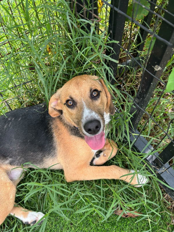 Clyde *Adoption Pending*