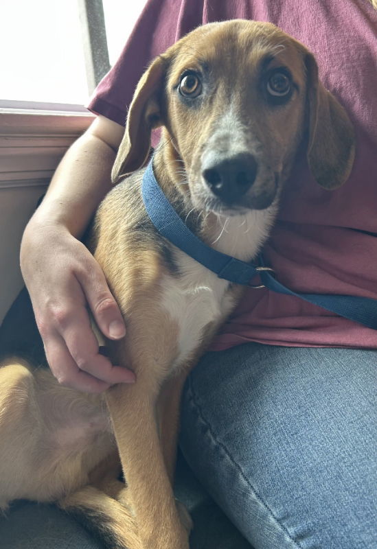 Clyde *Adoption Pending*
