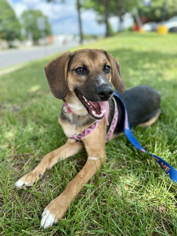 Bonnie *Adopt or Foster*