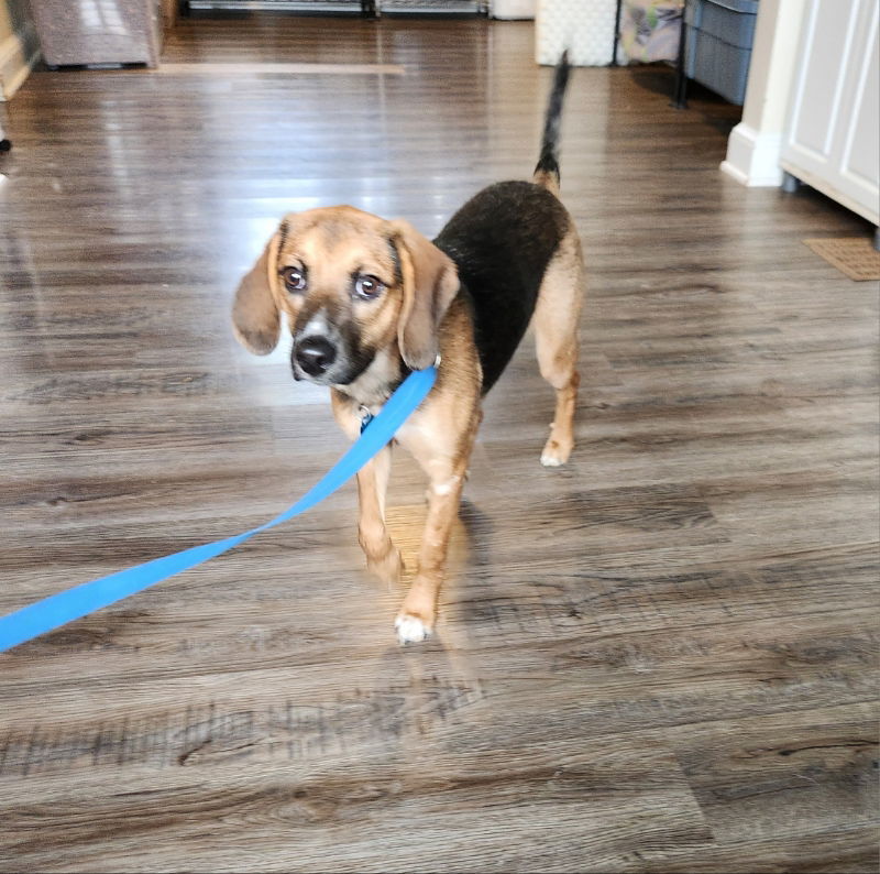 Bonnie *Adopt or Foster*