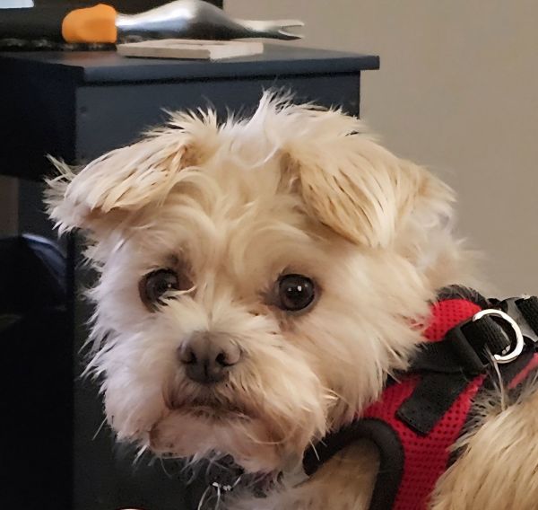 Stella Os thumbnail 2