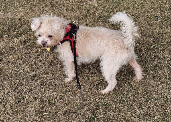 Stella Os thumbnail 3