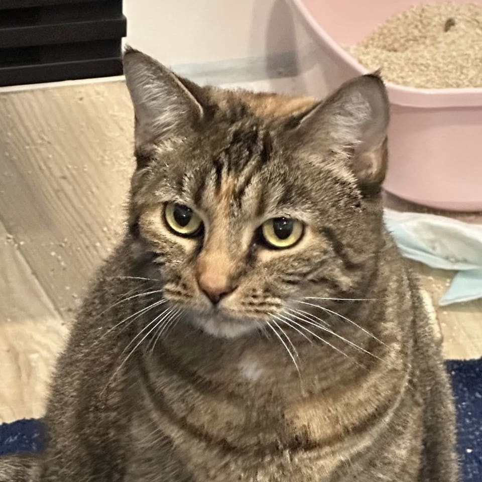 Heidi