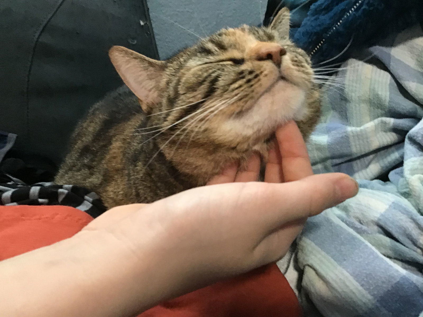 Heidi
