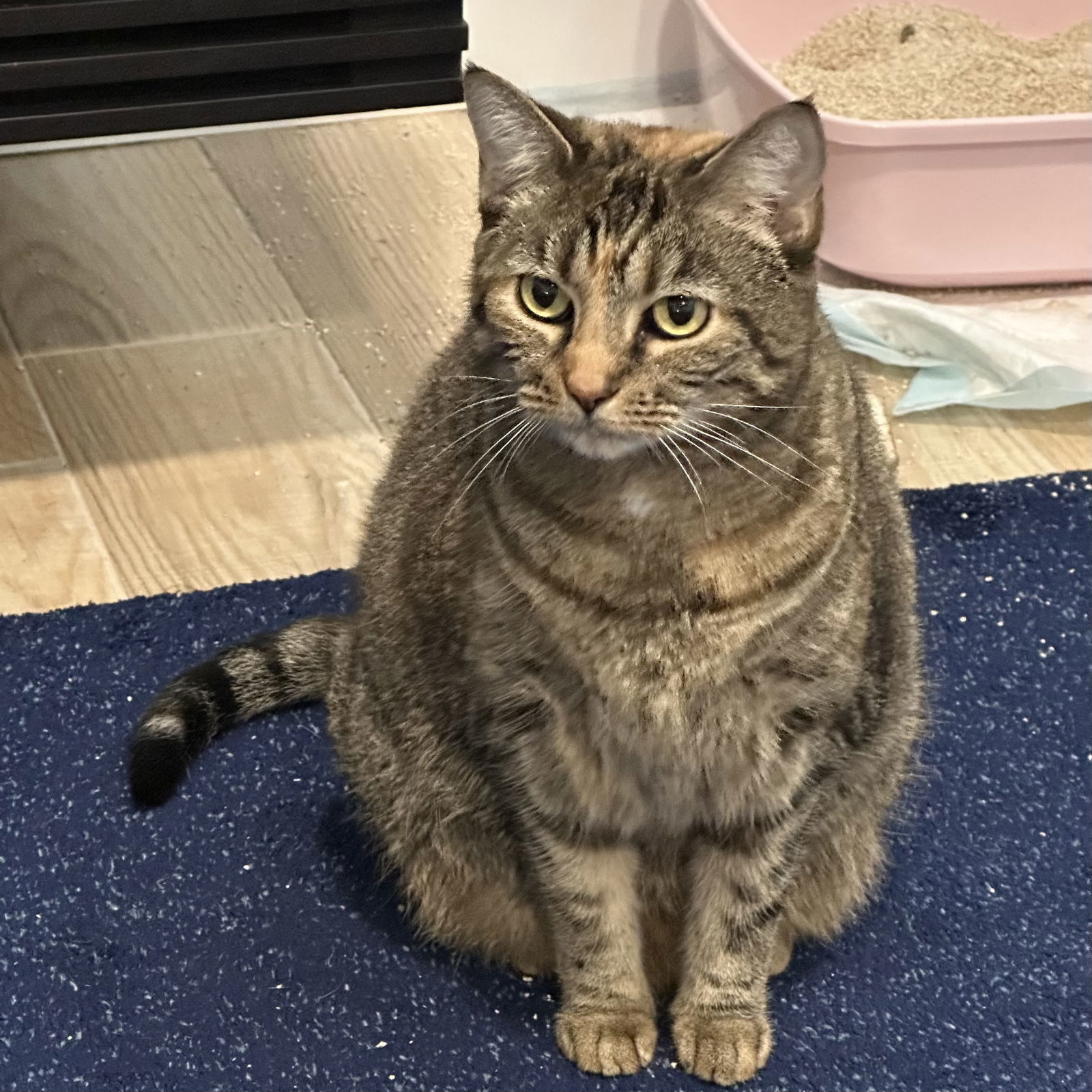 Heidi