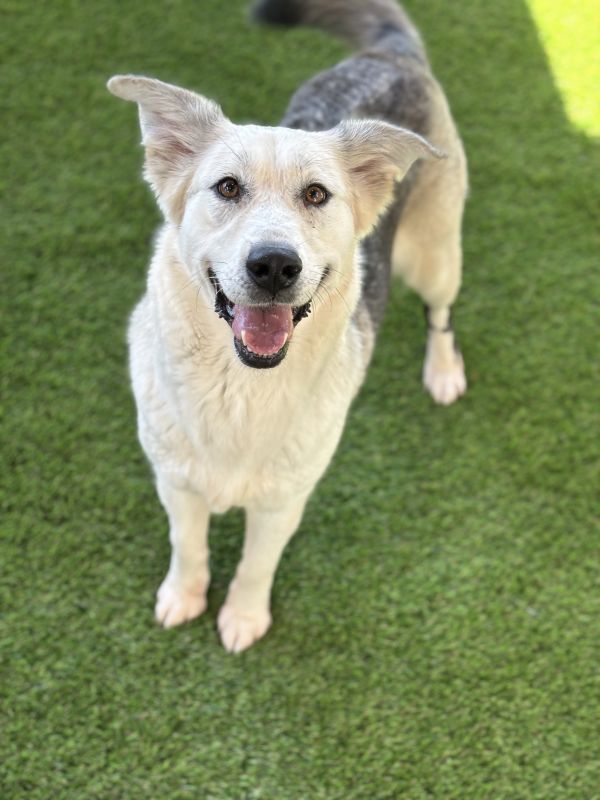 Pet Image