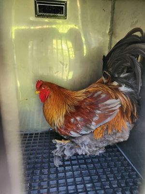 Rooster, Adult Male unknown