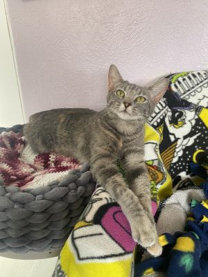 Farrah, Young Female unknown