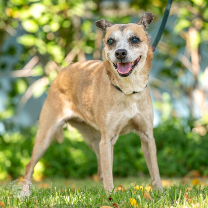 Foxy, an adoptable Terrier, Mixed Breed in Honolulu, HI, 96826 | Photo Image 1