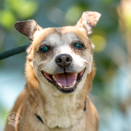 Foxy, an adoptable Terrier, Mixed Breed in Honolulu, HI, 96826 | Photo Image 2