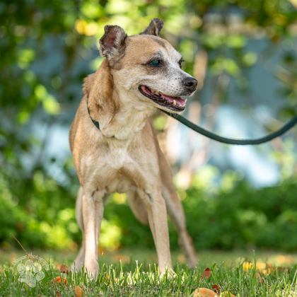 Foxy, an adoptable Terrier, Mixed Breed in Honolulu, HI, 96826 | Photo Image 3