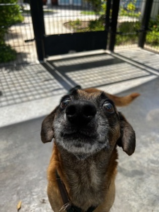 Pudge, an adoptable Black Mouth Cur, Terrier in Honolulu, HI, 96826 | Photo Image 1
