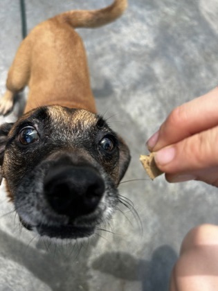 Pudge, an adoptable Black Mouth Cur, Terrier in Honolulu, HI, 96826 | Photo Image 2