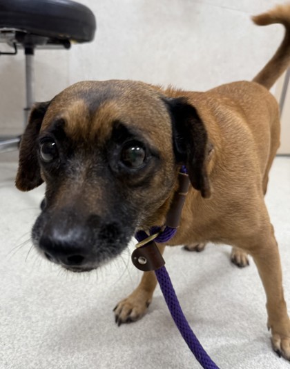 Pudge, an adoptable Black Mouth Cur, Terrier in Honolulu, HI, 96826 | Photo Image 3