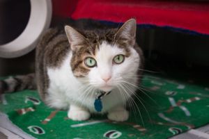 Amy, Adult Female unknown