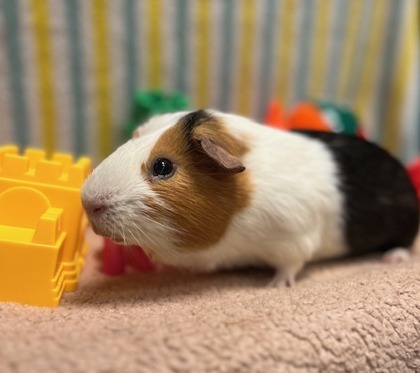 Bean