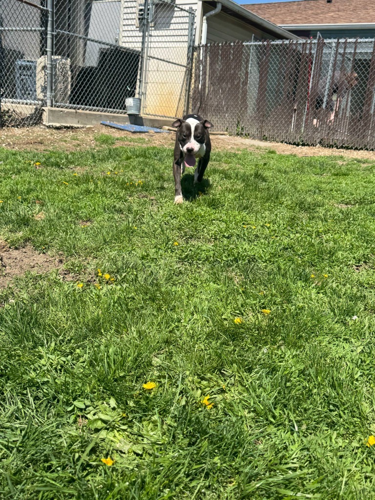Arlo