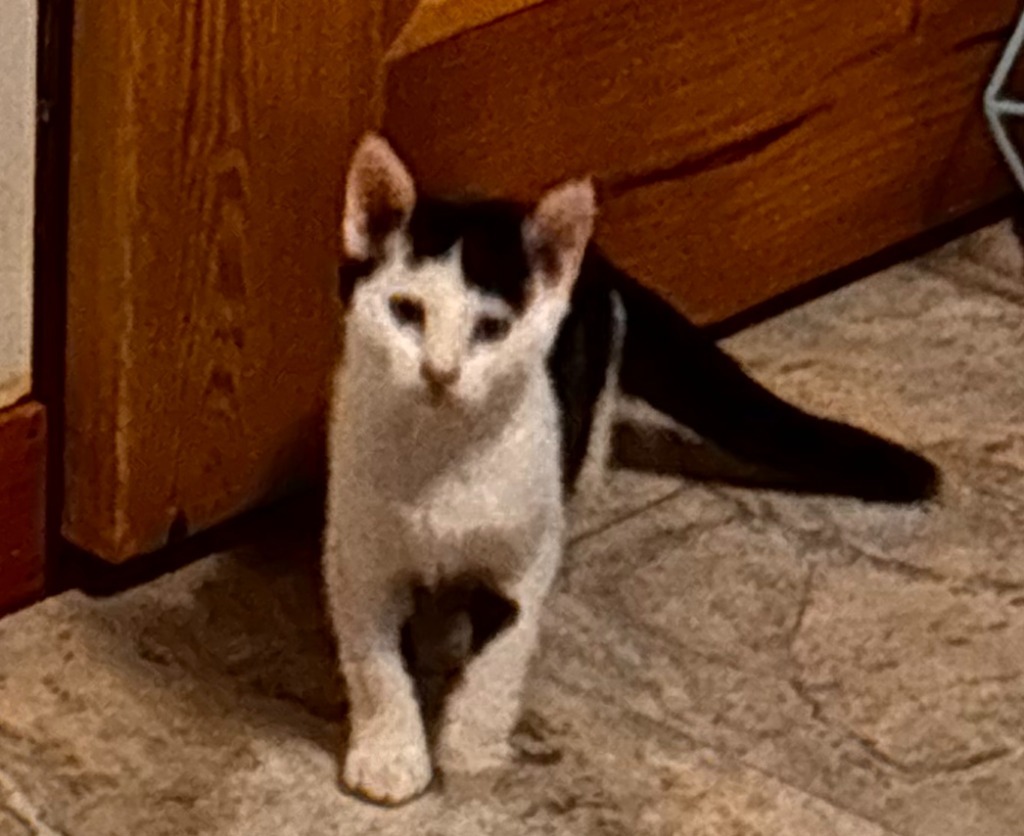 Tofu