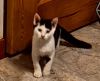 Tofu photo 1