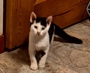 Tofu, Baby Female unknown
