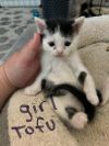 Tofu photo 2