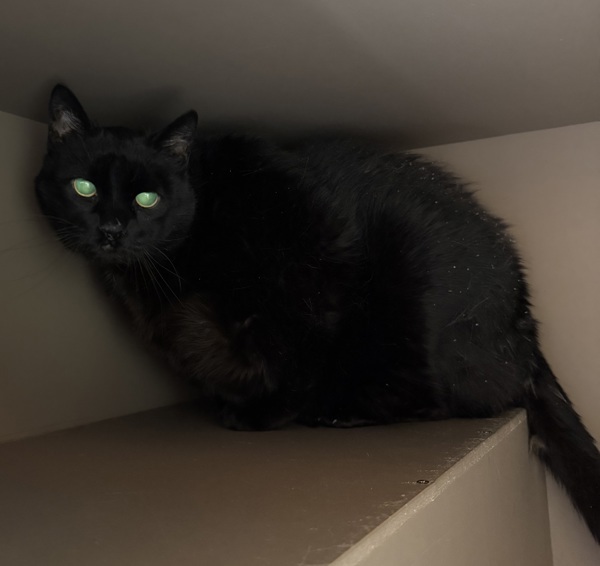 Moonlight, an adoptable Domestic Short Hair in Spokane Valley, WA, 99212 | Photo Image 1