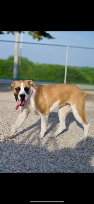 Photo of Simba