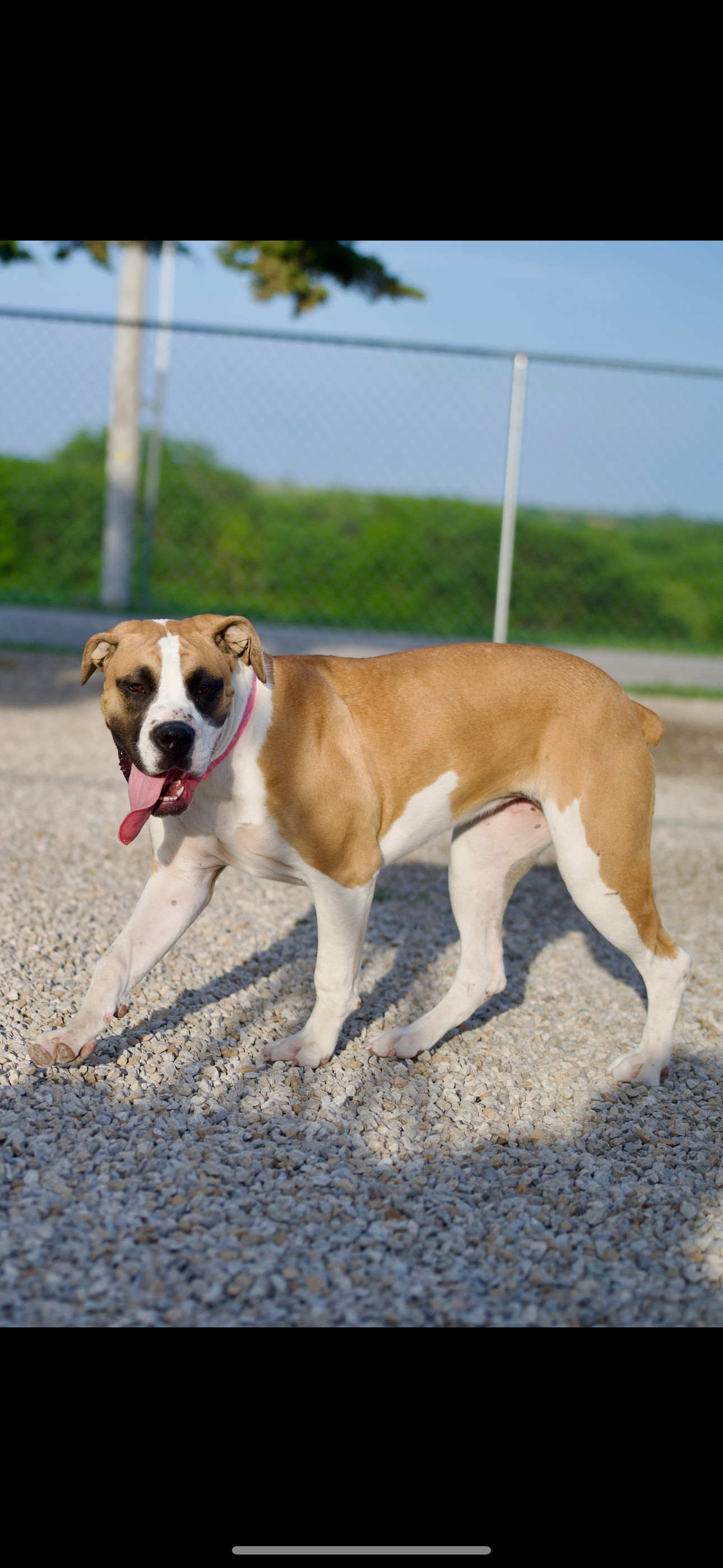 Simba, an adoptable Boerboel, Boxer in Harrah, OK, 73045 | Photo Image 1