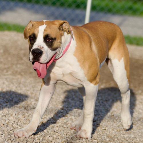 Simba, an adoptable Boerboel, Boxer in Harrah, OK, 73045 | Photo Image 2