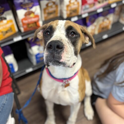 Simba, an adoptable Boerboel, Boxer in Harrah, OK, 73045 | Photo Image 3