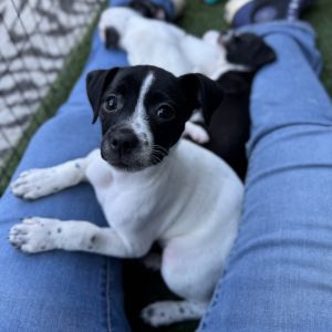Squire Wat Chihuahua Dog