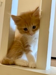 Kelsey Domestic Long Hair Cat